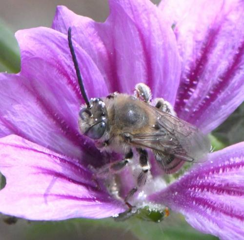 Réf. 259 845 : Tetralonia malvae